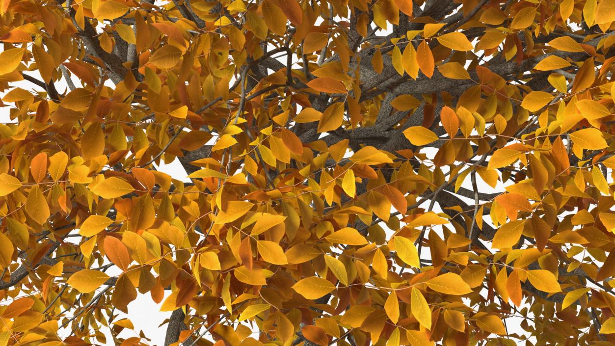 3D model Autumn Yellow Trees Collection