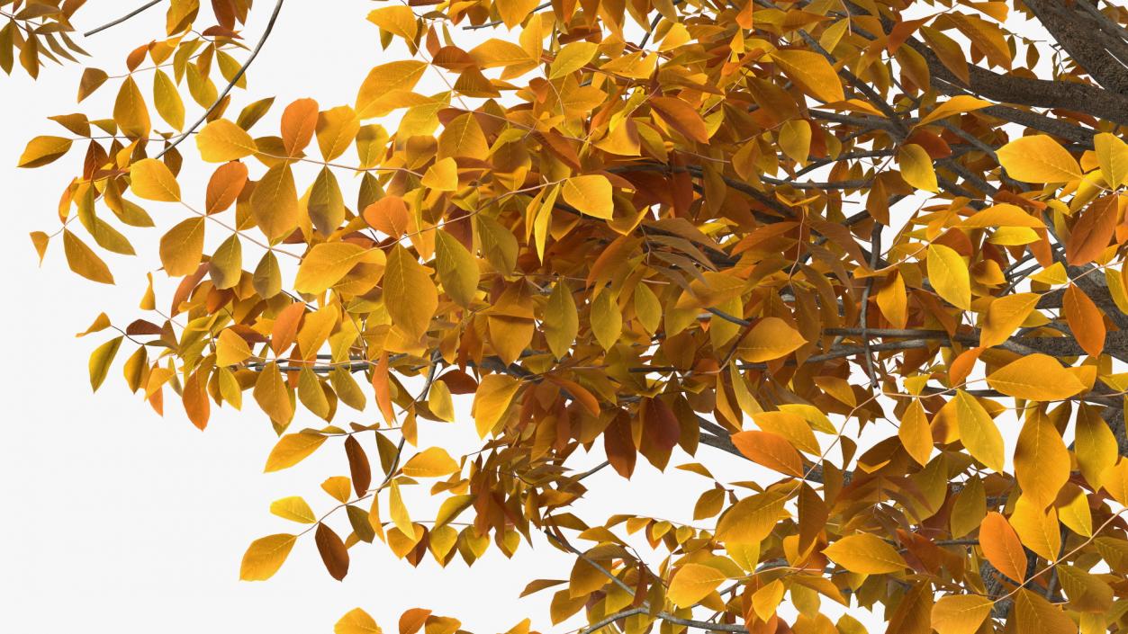 3D model Autumn Yellow Trees Collection