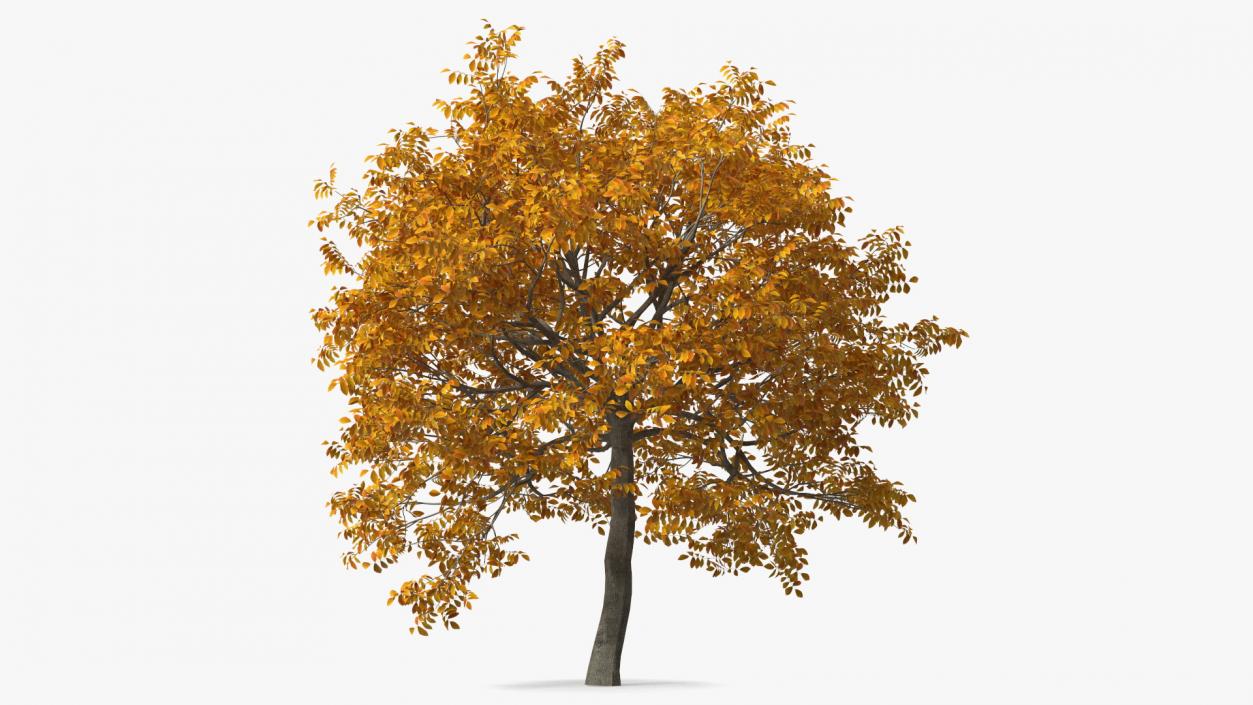 3D model Autumn Yellow Trees Collection