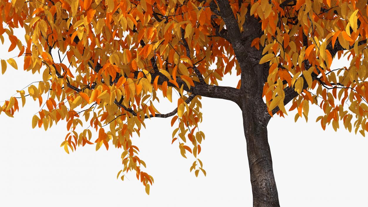 3D model Autumn Yellow Trees Collection