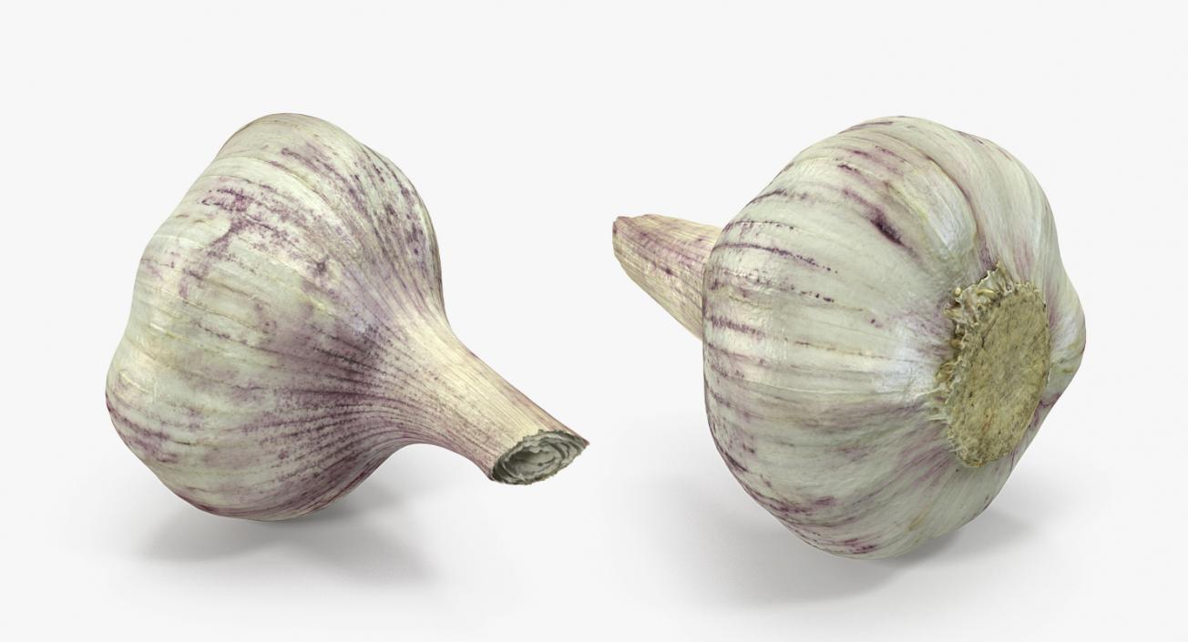 Young Garlic Bulb 3D