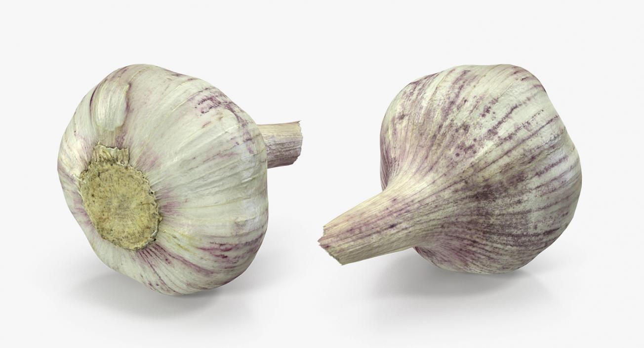 Young Garlic Bulb 3D