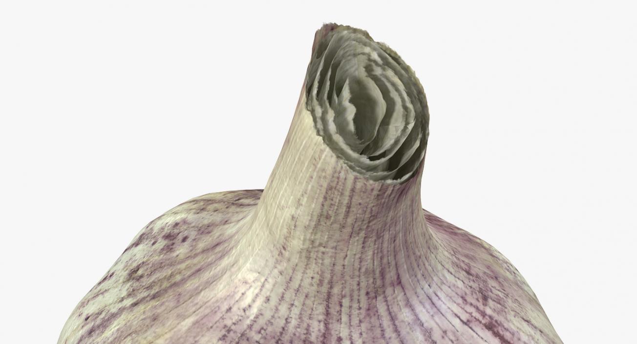 Young Garlic Bulb 3D