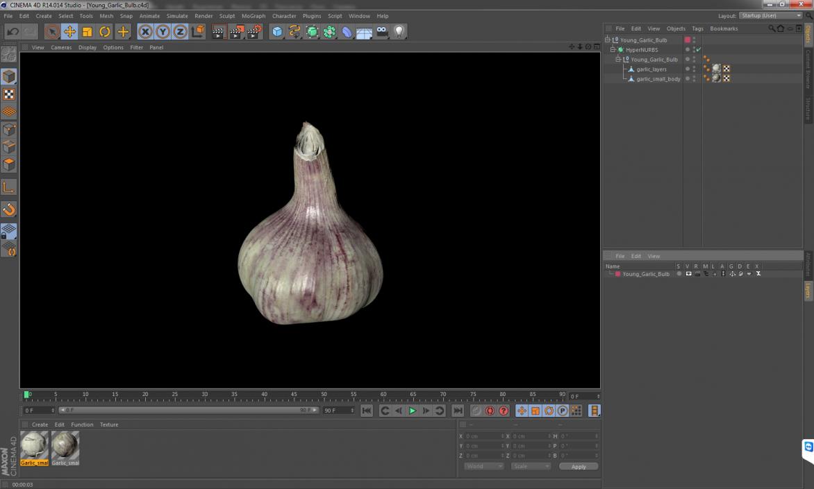 Young Garlic Bulb 3D