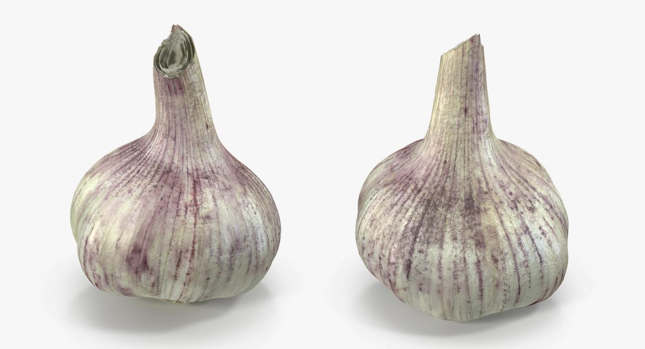 Young Garlic Bulb 3D