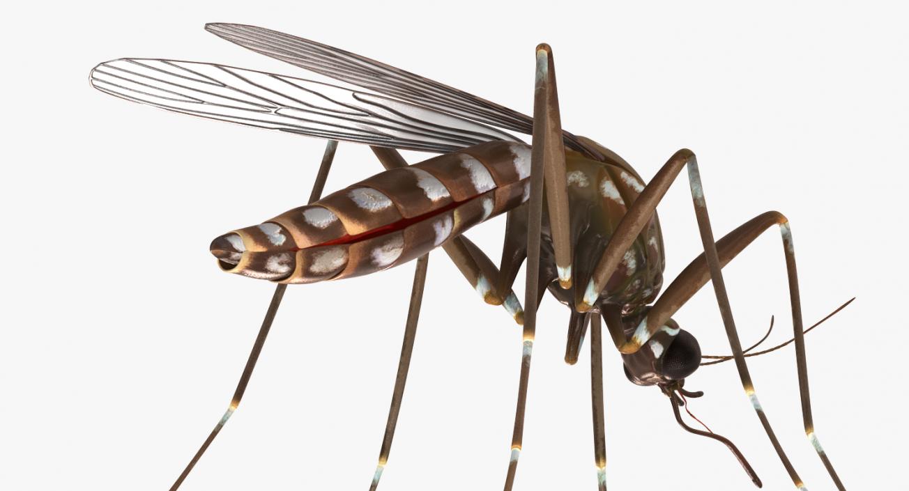 3D model Mosquito