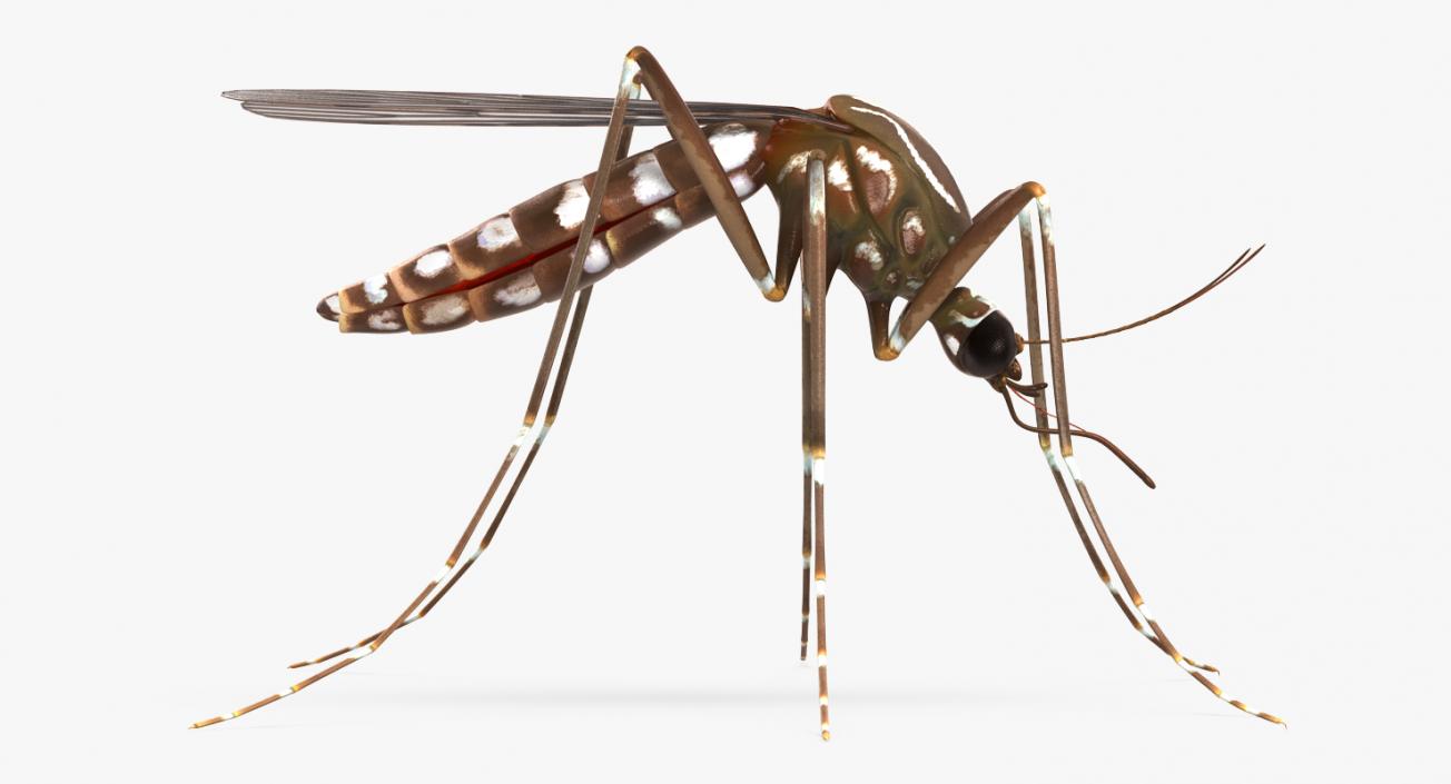 3D model Mosquito