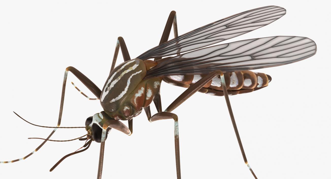 3D model Mosquito