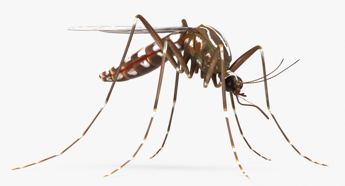 3D model Mosquito