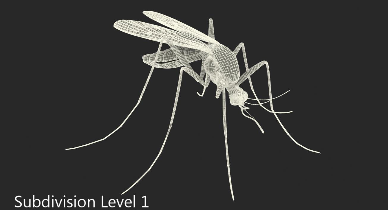 3D model Mosquito