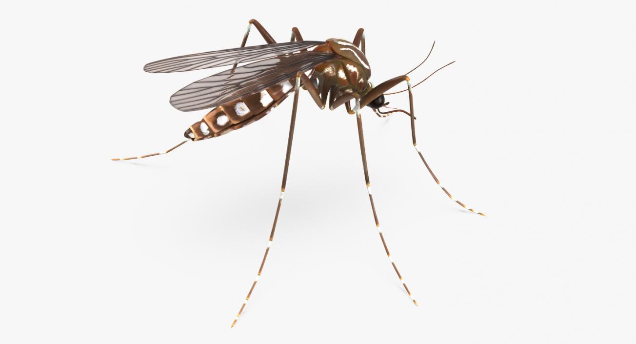 3D model Mosquito