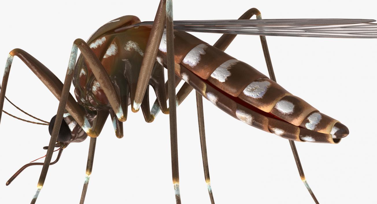 3D model Mosquito