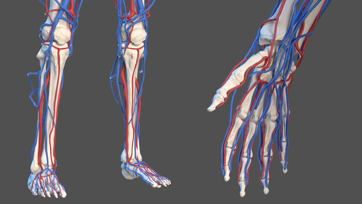 Male Skeleton Cardiovascular System and Skin 3D model