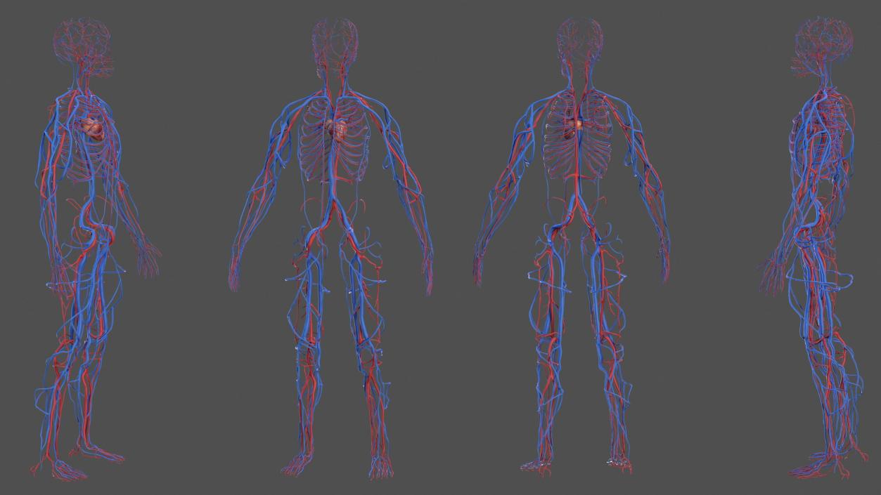 Male Skeleton Cardiovascular System and Skin 3D model