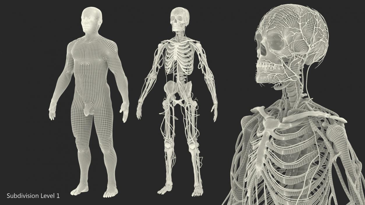 Male Skeleton Cardiovascular System and Skin 3D model