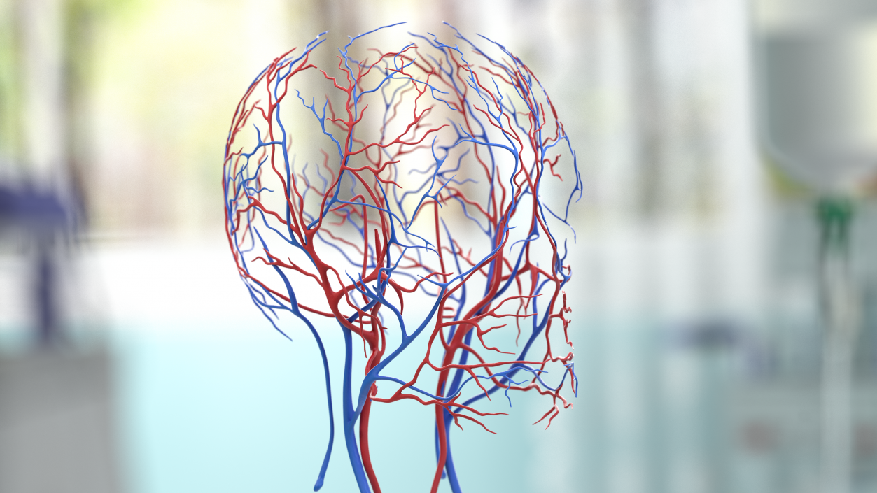 Male Skeleton Cardiovascular System and Skin 3D model