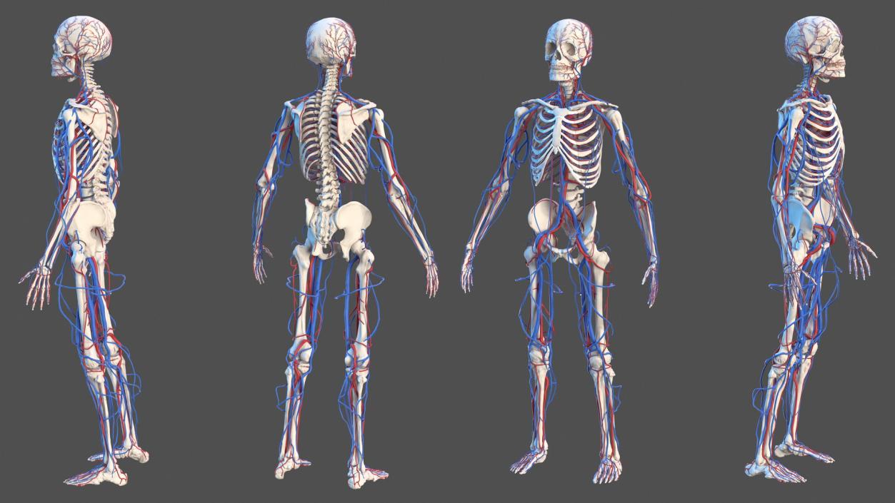 Male Skeleton Cardiovascular System and Skin 3D model