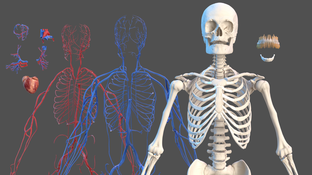 Male Skeleton Cardiovascular System and Skin 3D model