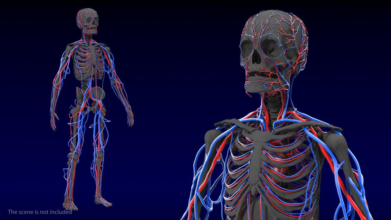 Male Skeleton Cardiovascular System and Skin 3D model