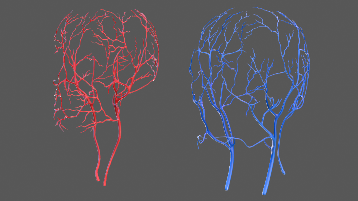 Male Skeleton Cardiovascular System and Skin 3D model