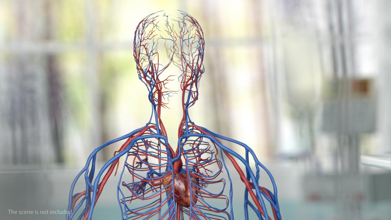 Male Skeleton Cardiovascular System and Skin 3D model