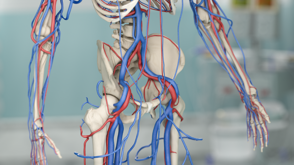 Male Skeleton Cardiovascular System and Skin 3D model