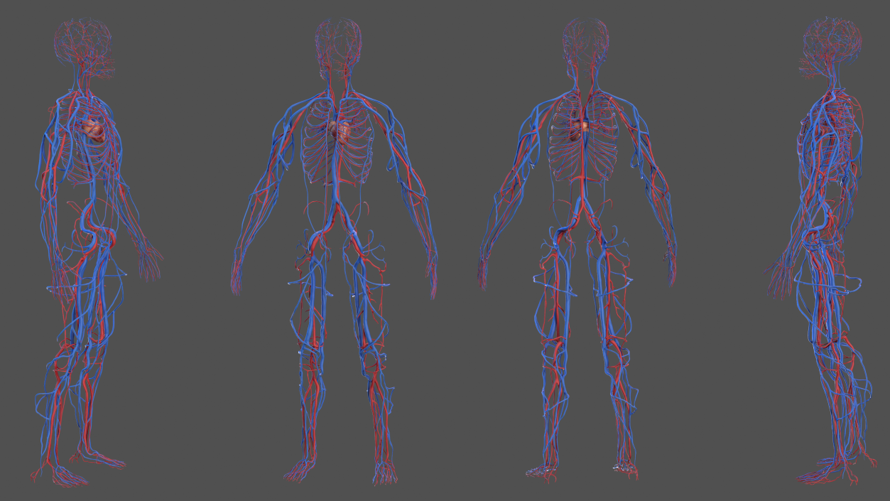 Male Skeleton Cardiovascular System and Skin 3D model