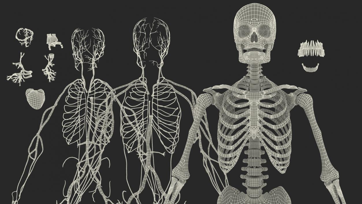 Male Skeleton Cardiovascular System and Skin 3D model