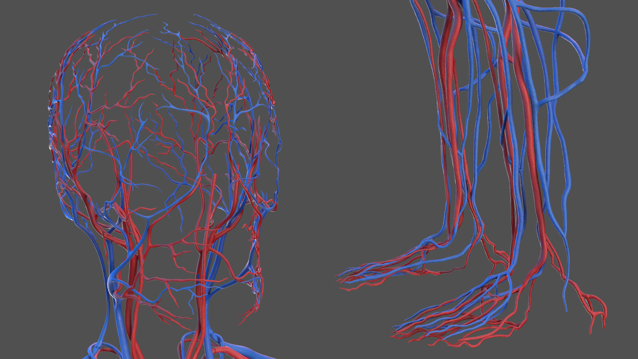 Male Skeleton Cardiovascular System and Skin 3D model