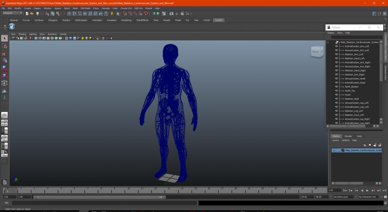 Male Skeleton Cardiovascular System and Skin 3D model