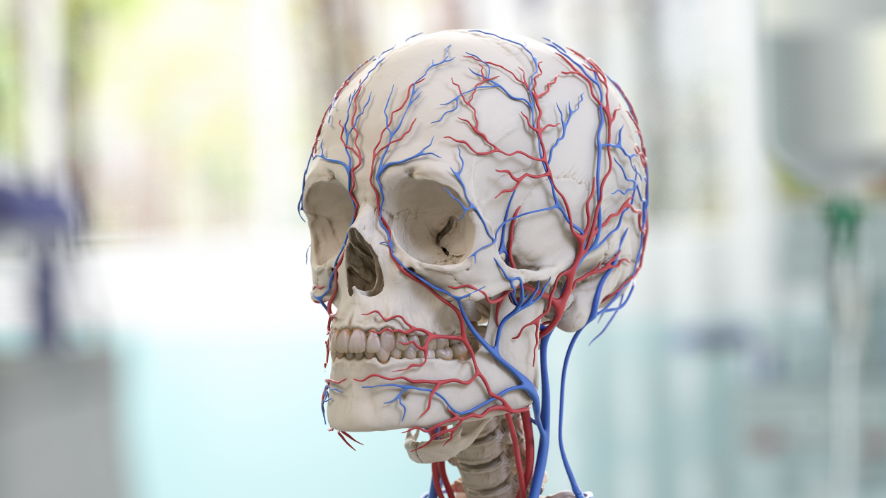 Male Skeleton Cardiovascular System and Skin 3D model