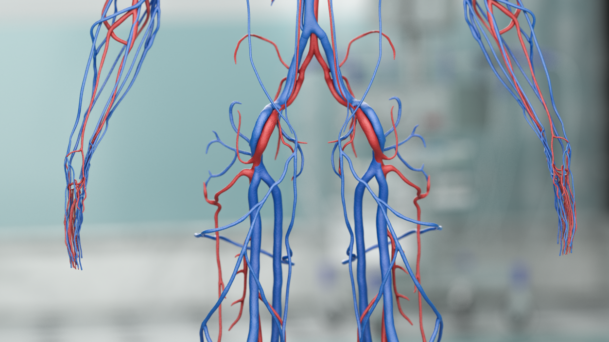 Male Skeleton Cardiovascular System and Skin 3D model