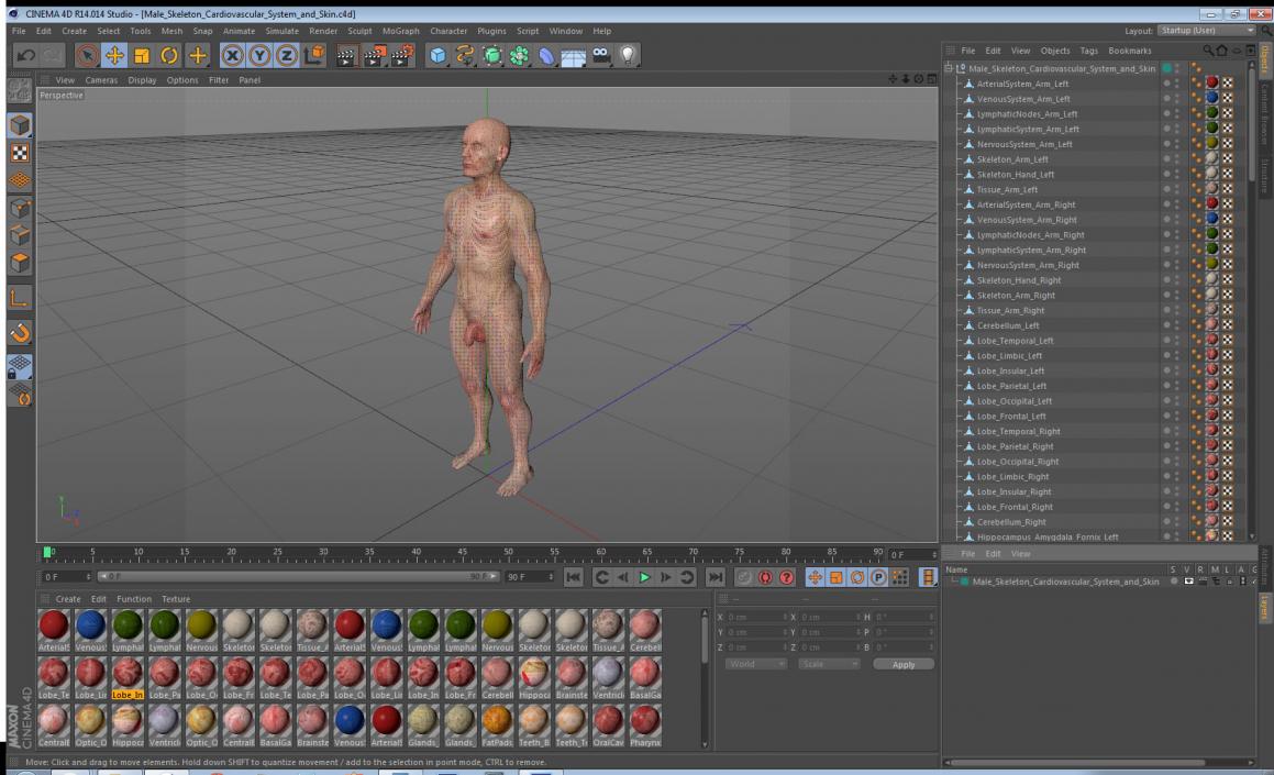 Male Skeleton Cardiovascular System and Skin 3D model