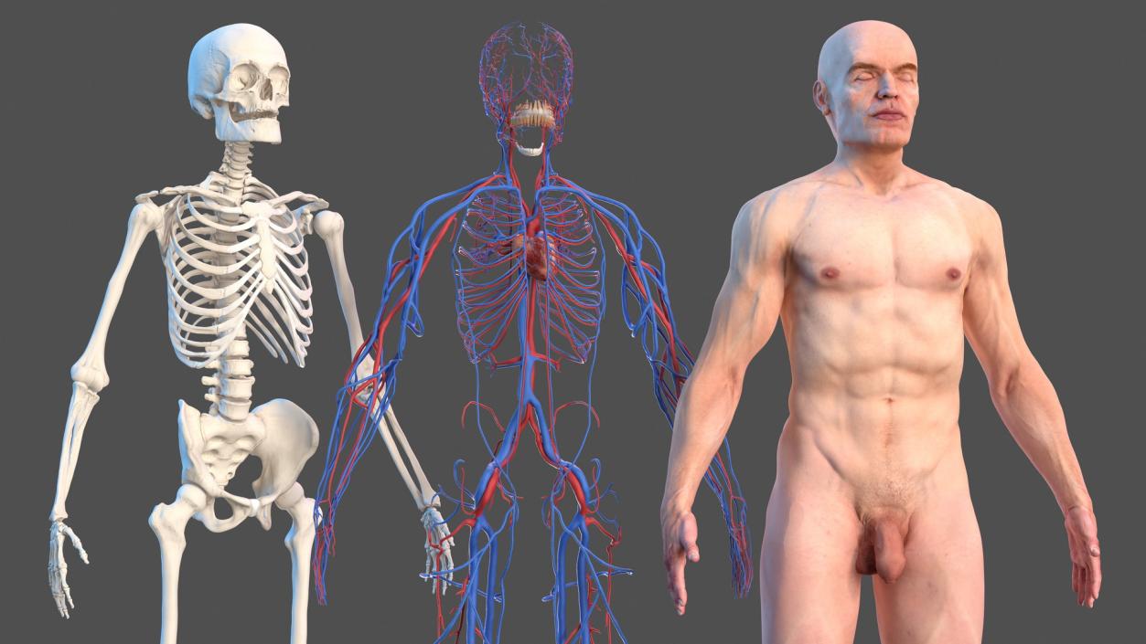 Male Skeleton Cardiovascular System and Skin 3D model