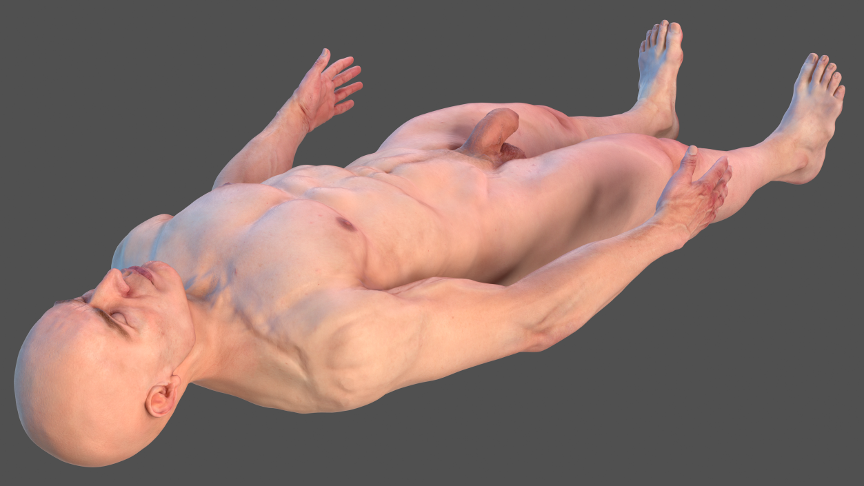 Male Skeleton Cardiovascular System and Skin 3D model