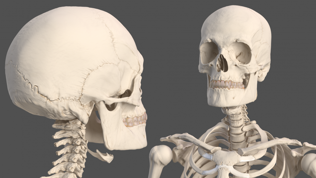 Male Skeleton Cardiovascular System and Skin 3D model