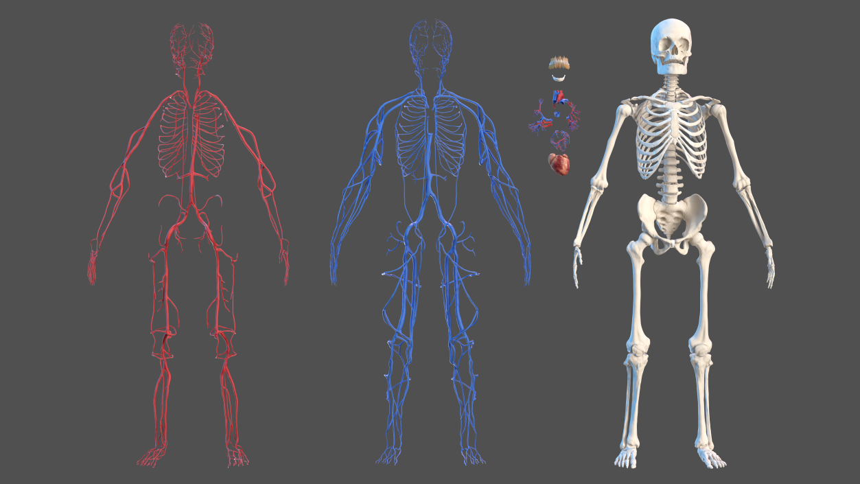 Male Skeleton Cardiovascular System and Skin 3D model