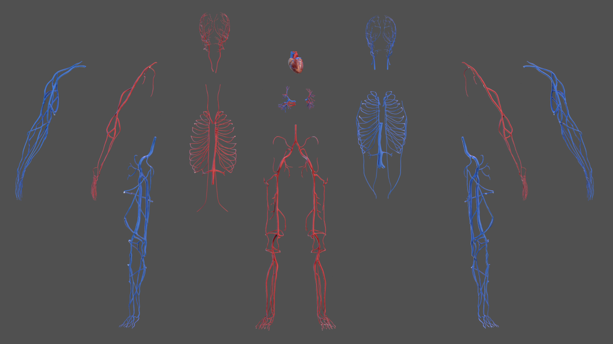 Male Skeleton Cardiovascular System and Skin 3D model