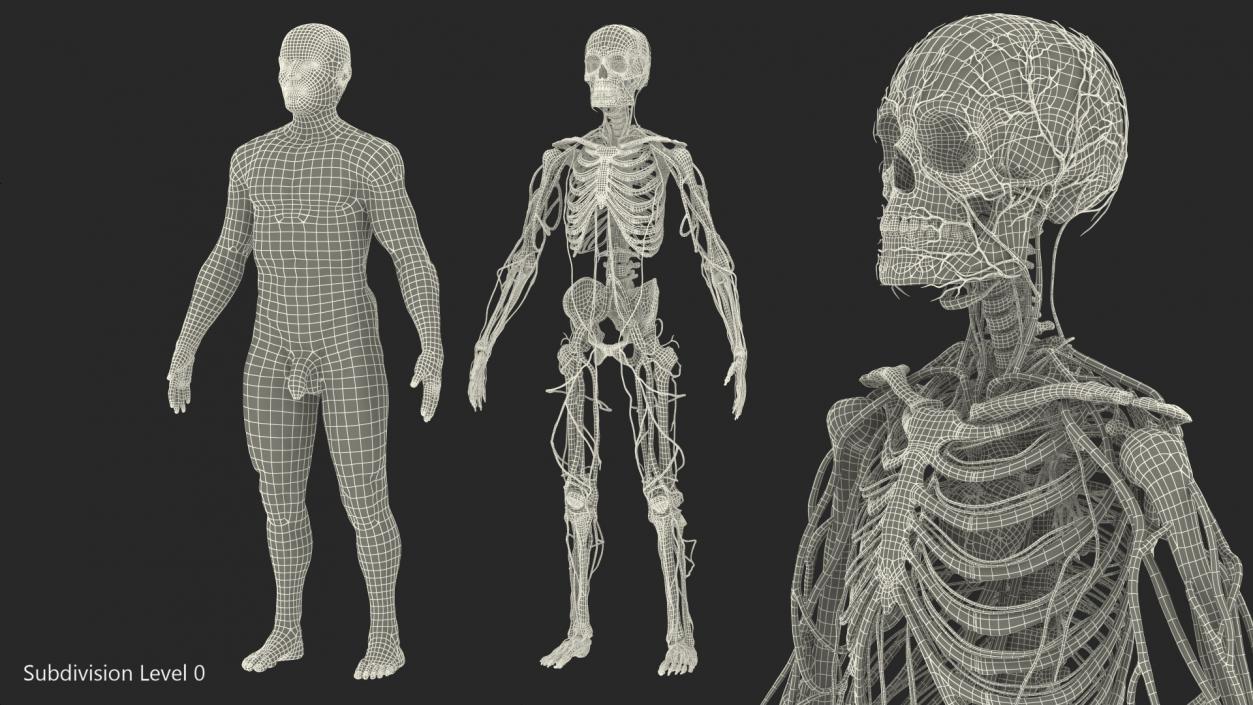 Male Skeleton Cardiovascular System and Skin 3D model