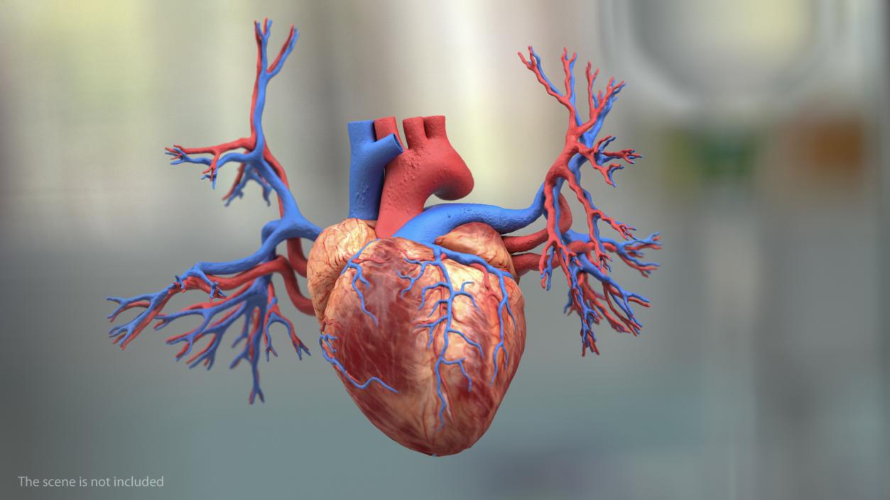 Male Skeleton Cardiovascular System and Skin 3D model