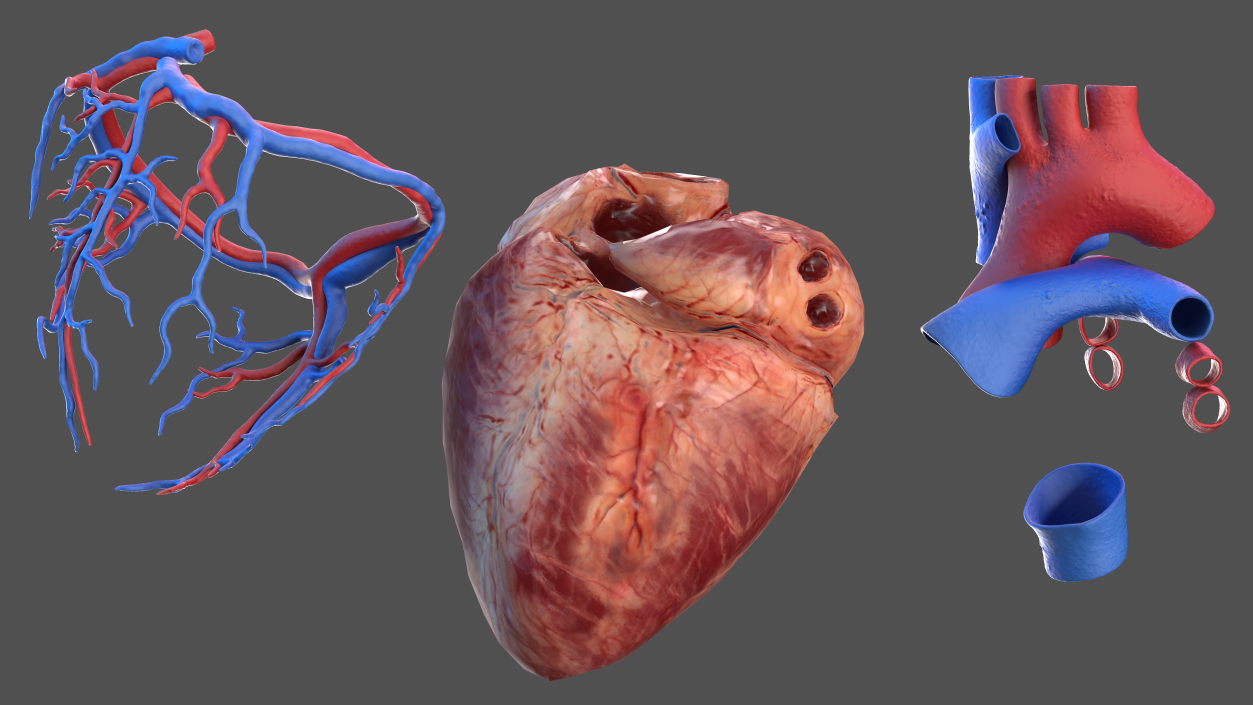 Male Skeleton Cardiovascular System and Skin 3D model