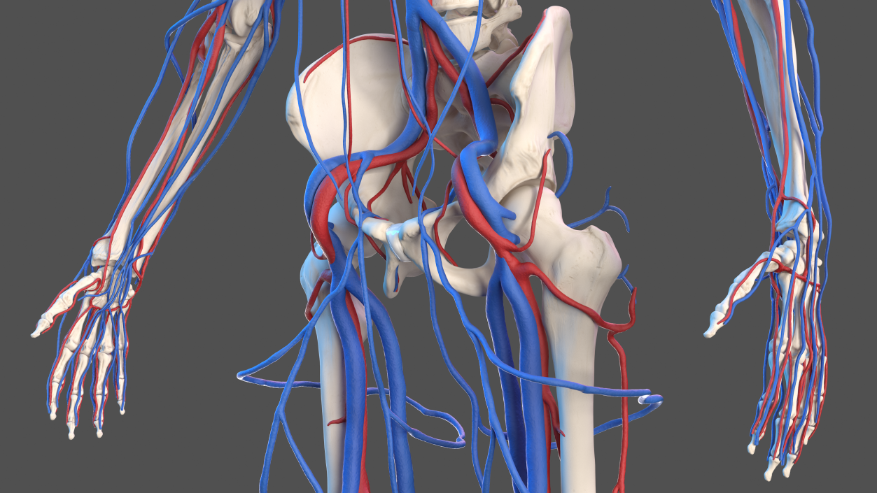 Male Skeleton Cardiovascular System and Skin 3D model