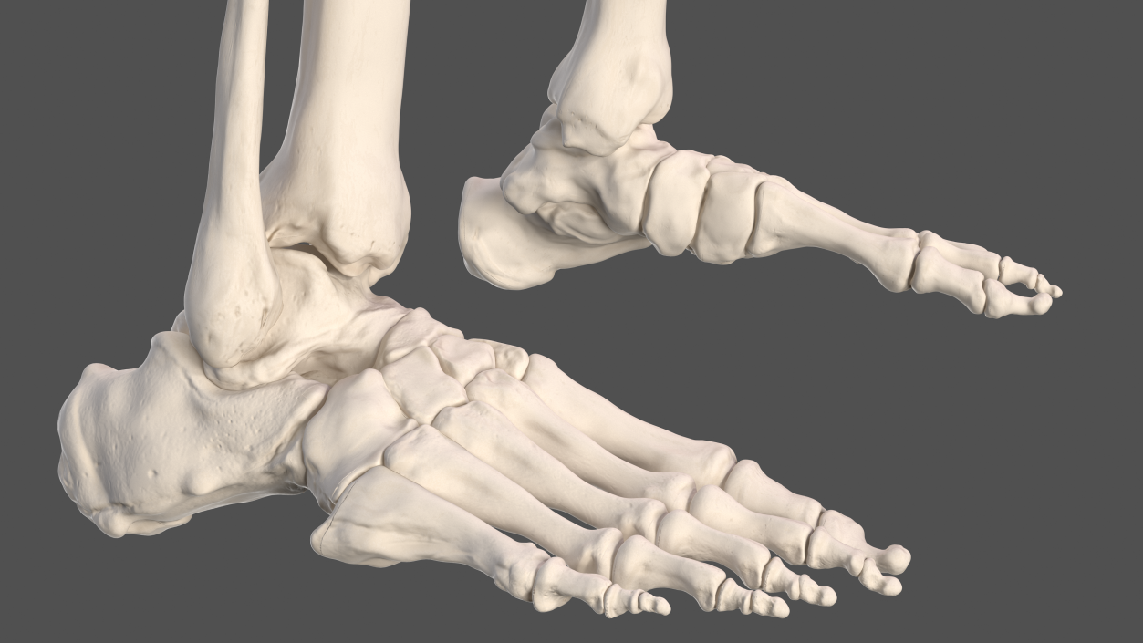 Male Skeleton Cardiovascular System and Skin 3D model