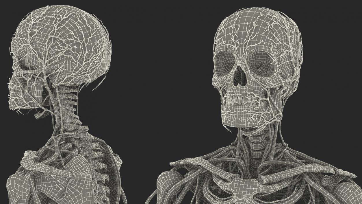 Male Skeleton Cardiovascular System and Skin 3D model