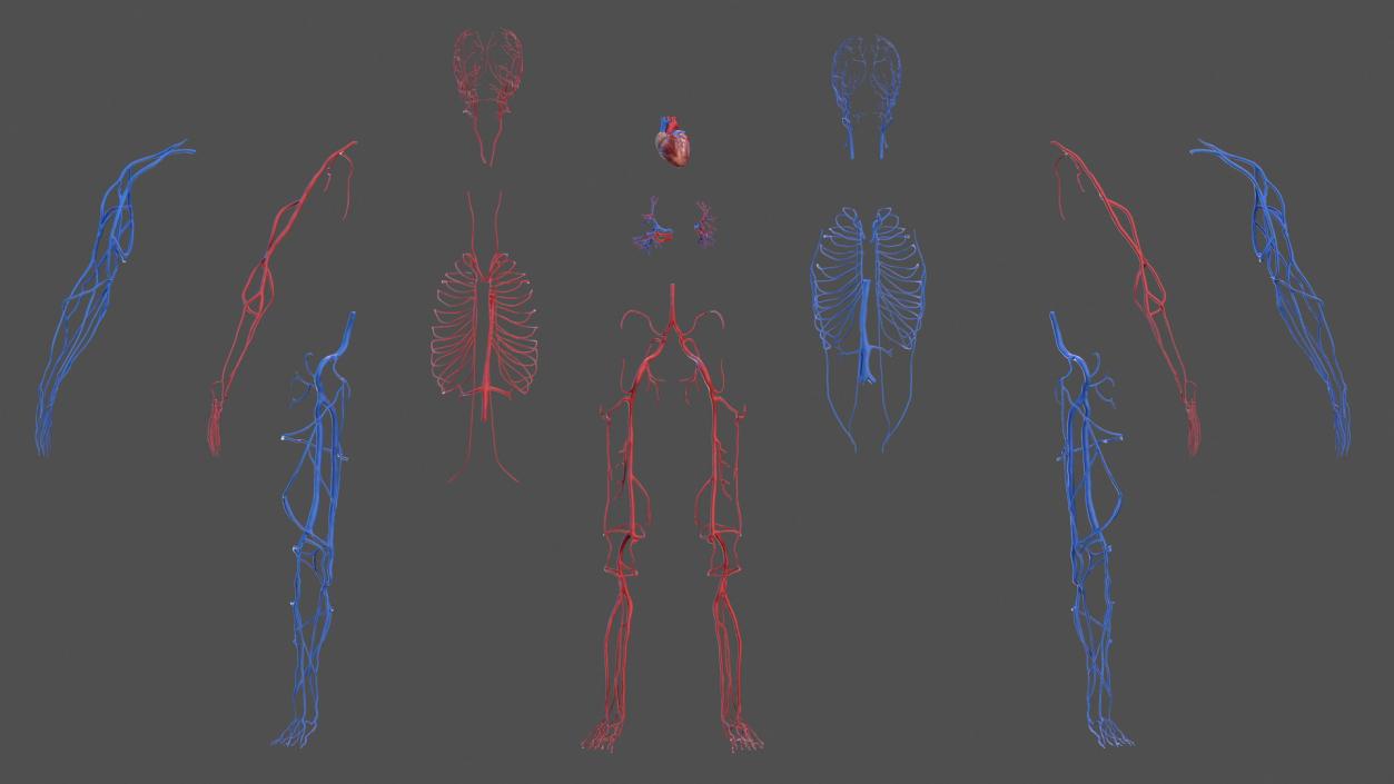 Male Skeleton Cardiovascular System and Skin 3D model