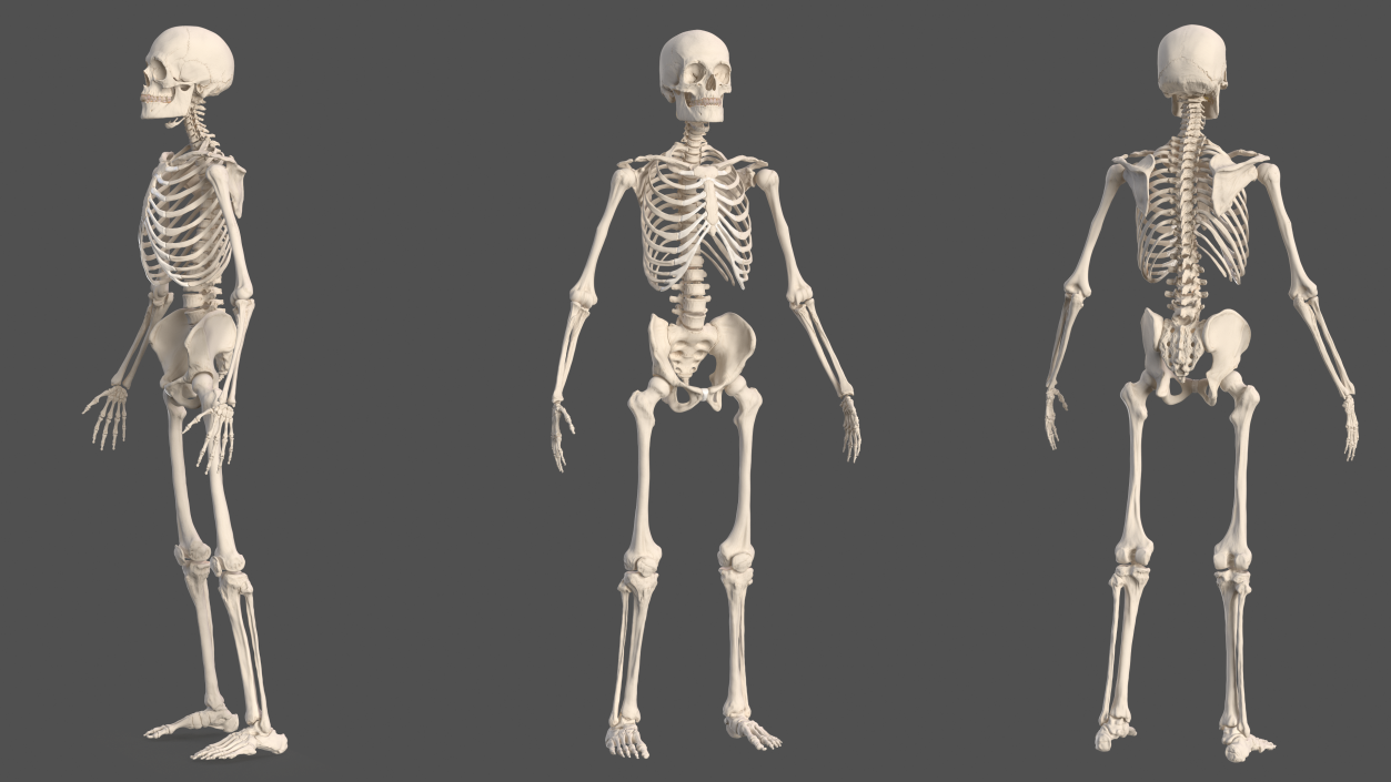 Male Skeleton Cardiovascular System and Skin 3D model