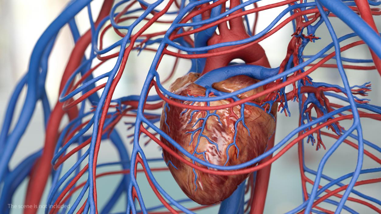 Male Skeleton Cardiovascular System and Skin 3D model