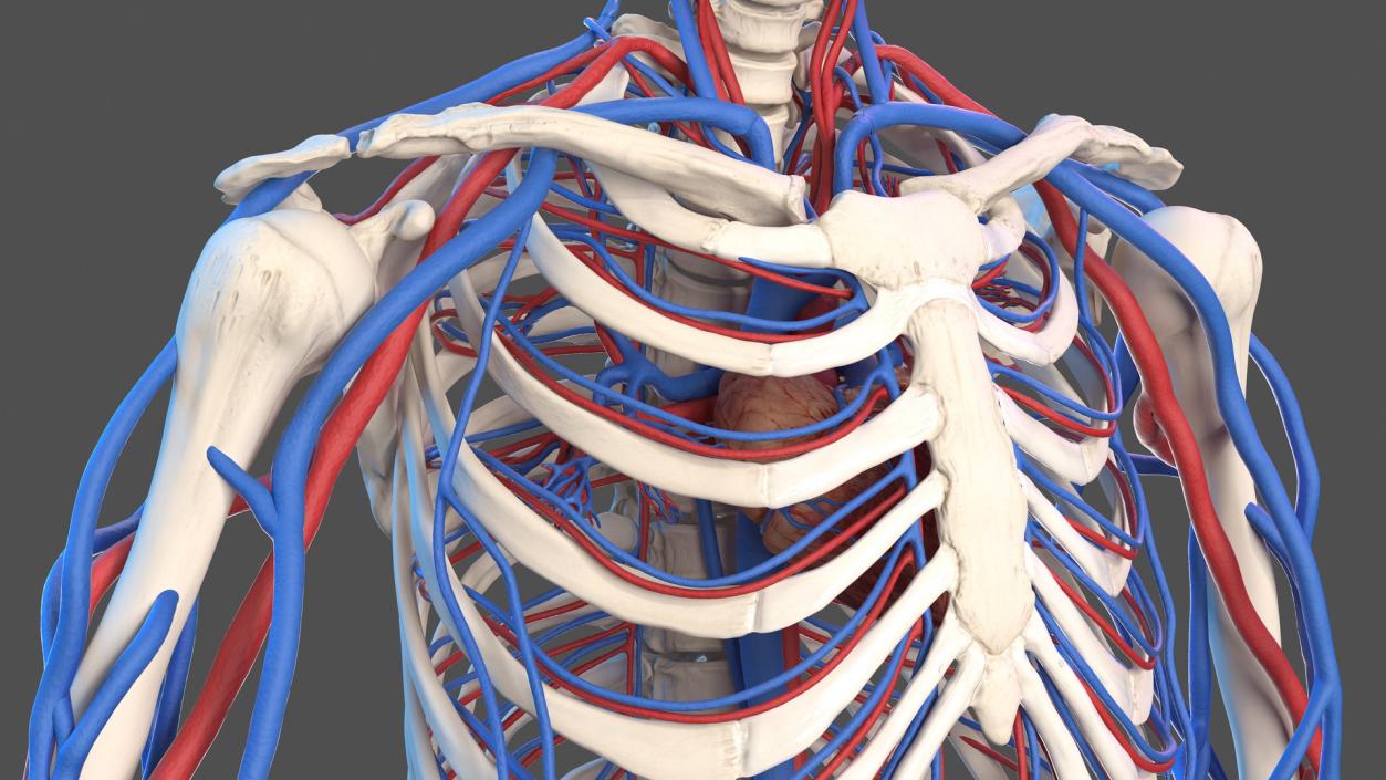 Male Skeleton Cardiovascular System and Skin 3D model