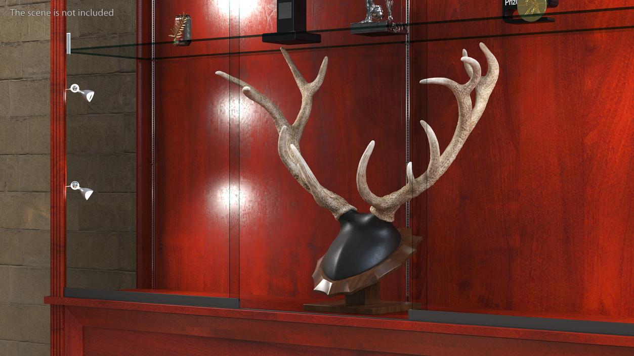 3D model Curved Wall Display Cases with Trophies Collection