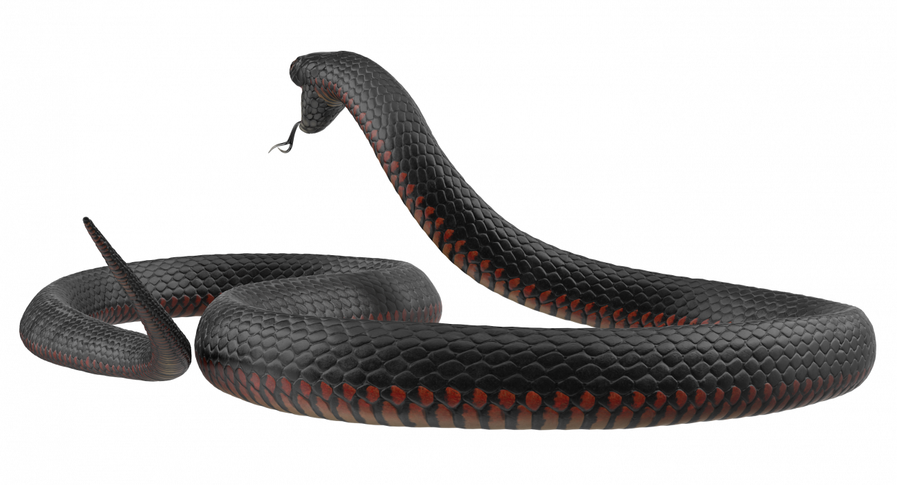 California King Snake Black 3D